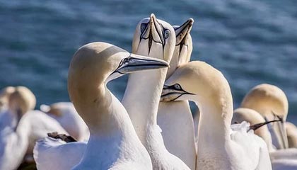 开云app-LG杯官网李洪烈专栏：中韩围棋格局迎来重要转折点